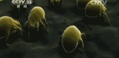 不用去泰国，原来真正好的乳胶就在这儿