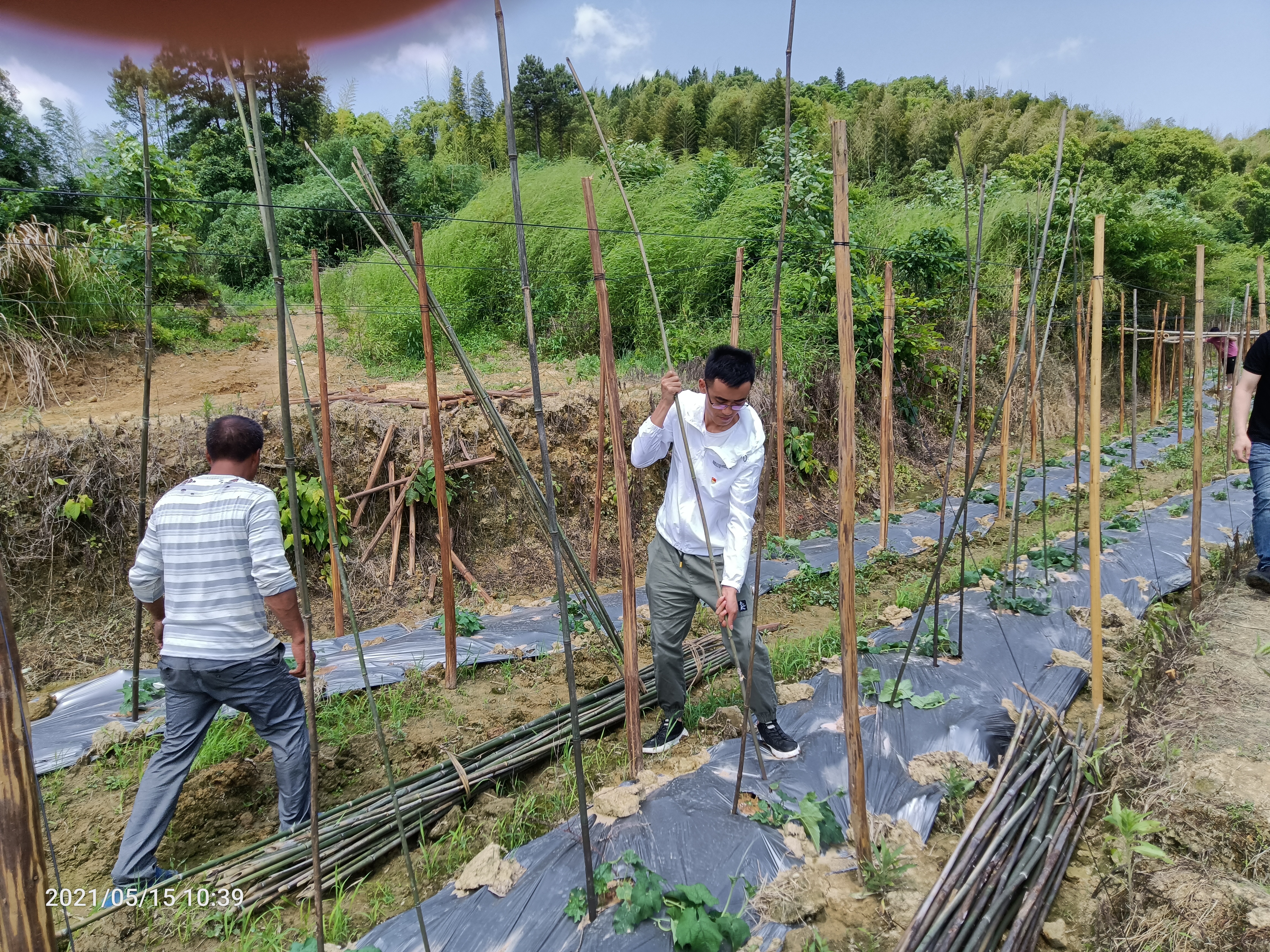 丝瓜创业致富,白关镇白丝瓜种植