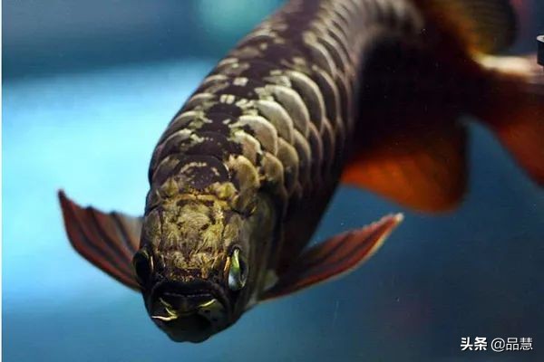 十种便宜又漂亮的龙鱼,一旦拥有别无所求是什么广告