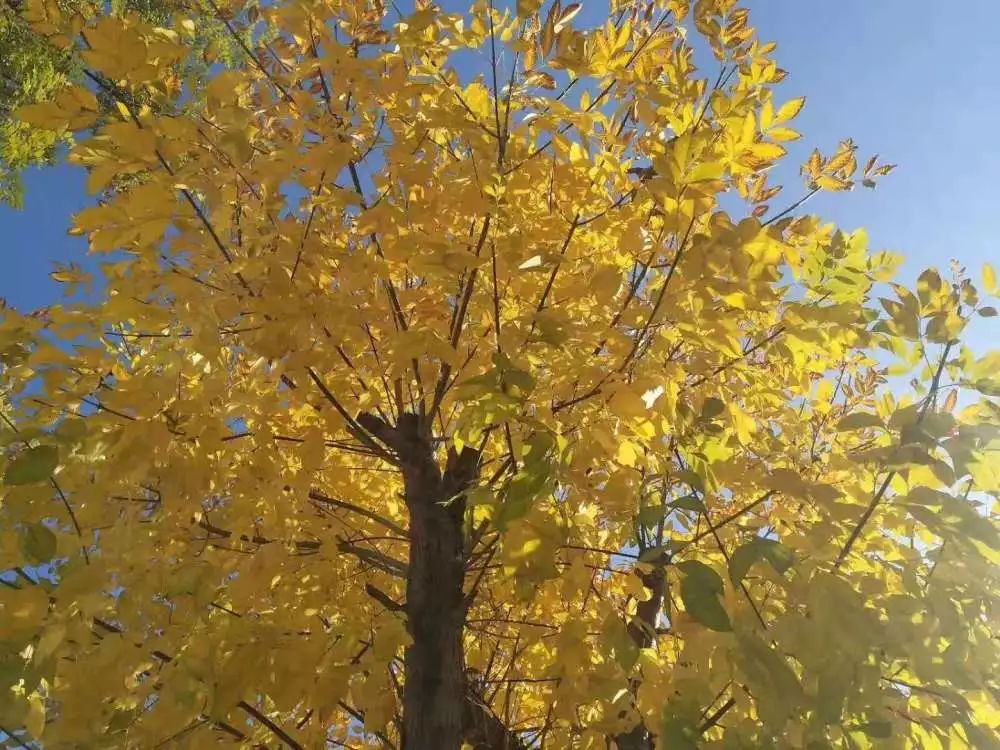 双十一优惠不停歇,双十一优惠特多