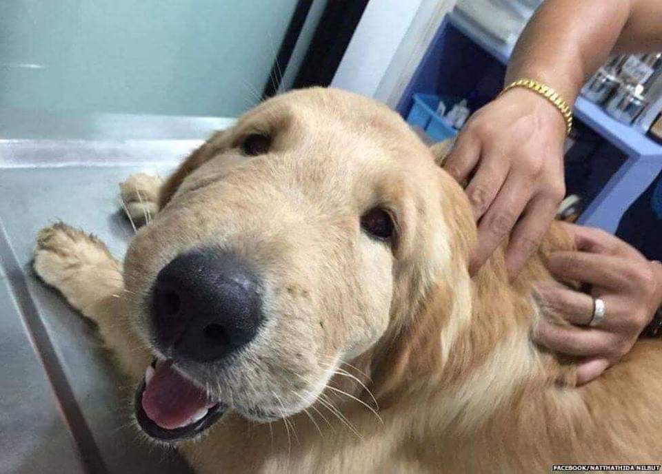 招惹蜜蜂的小猫咪，小爪子肿了3倍大，一脸委屈：下次不敢了