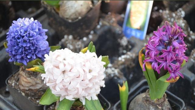 卧室内养花放哪些植物,什么花最适合放在卧室里养殖