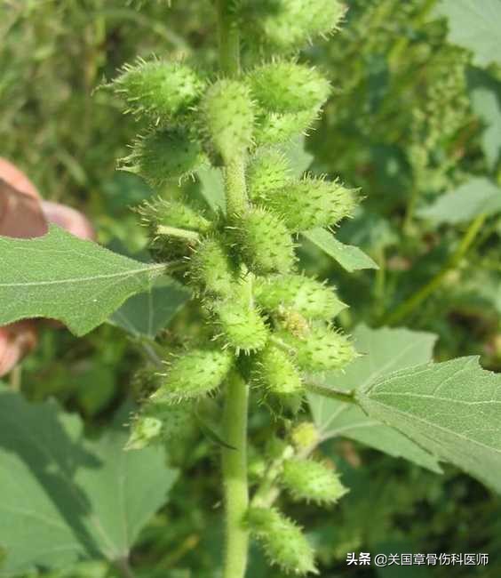 正确服用中药煎剂的方法,煎的中药和颗粒剂中药有什么区别