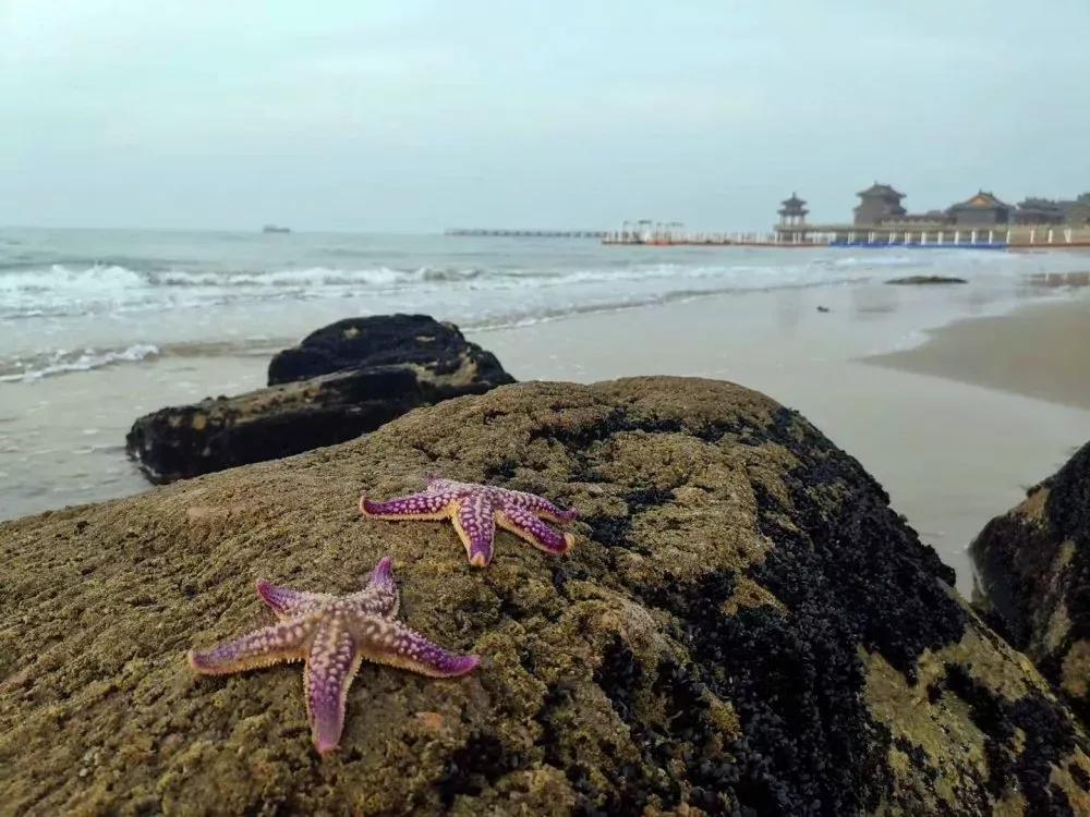 挖蛤拾贝，秦皇岛赶海这份指南可收好了！