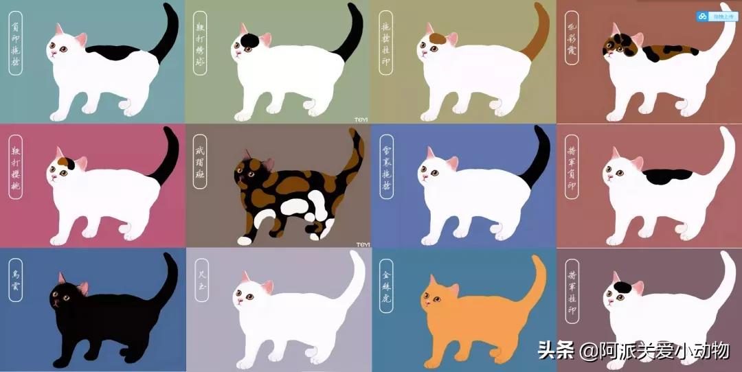 盖雪:信女愿一生荤素搭配,祈望这只拆家啊不,旺家猫找到新家