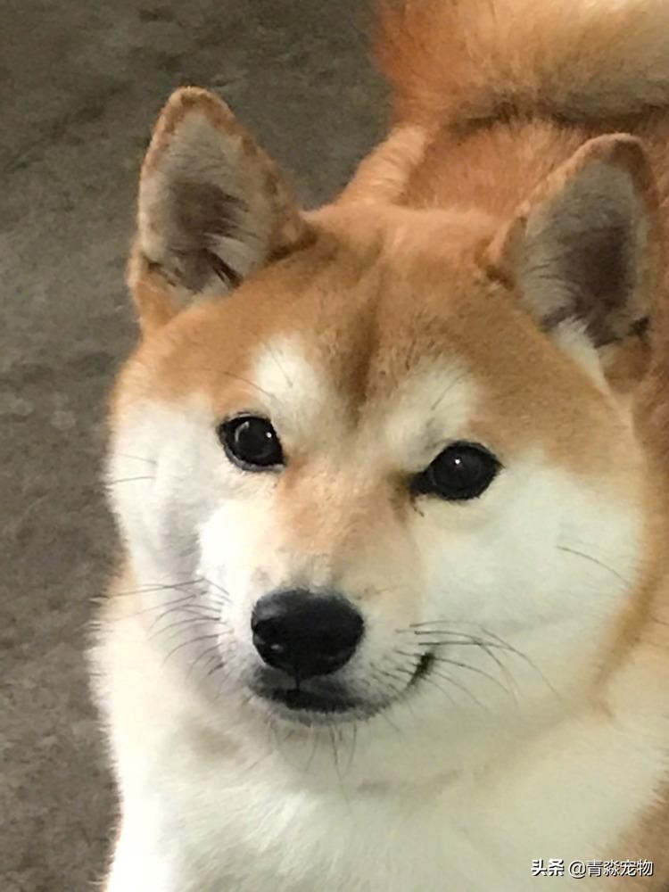 【宠物大学问】狗狗能吃虾吗？