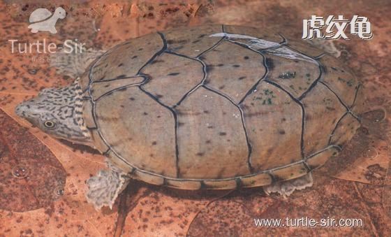 麝香龟虎纹龟图片,虎纹麝香龟跟虎纹泥龟对比