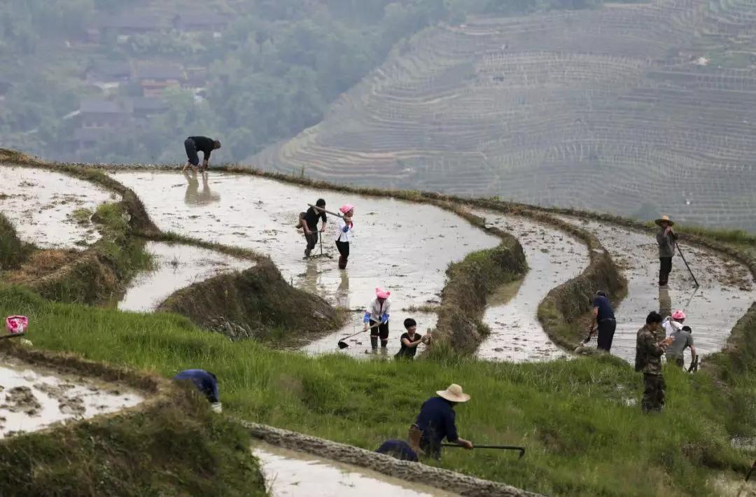 水稻种植基础知识大全,水稻种植管理资料汇编
