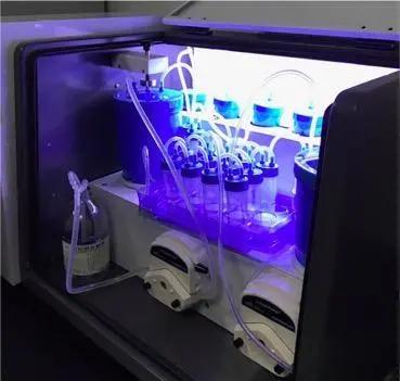 粑粑又立新功！灌一斤多肠道菌群，胖八斤