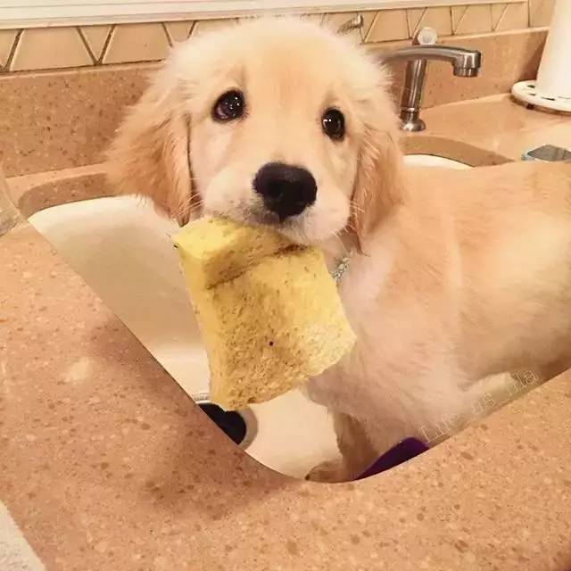 金毛太瘦可以买么,金毛太瘦需要补充营养膏么