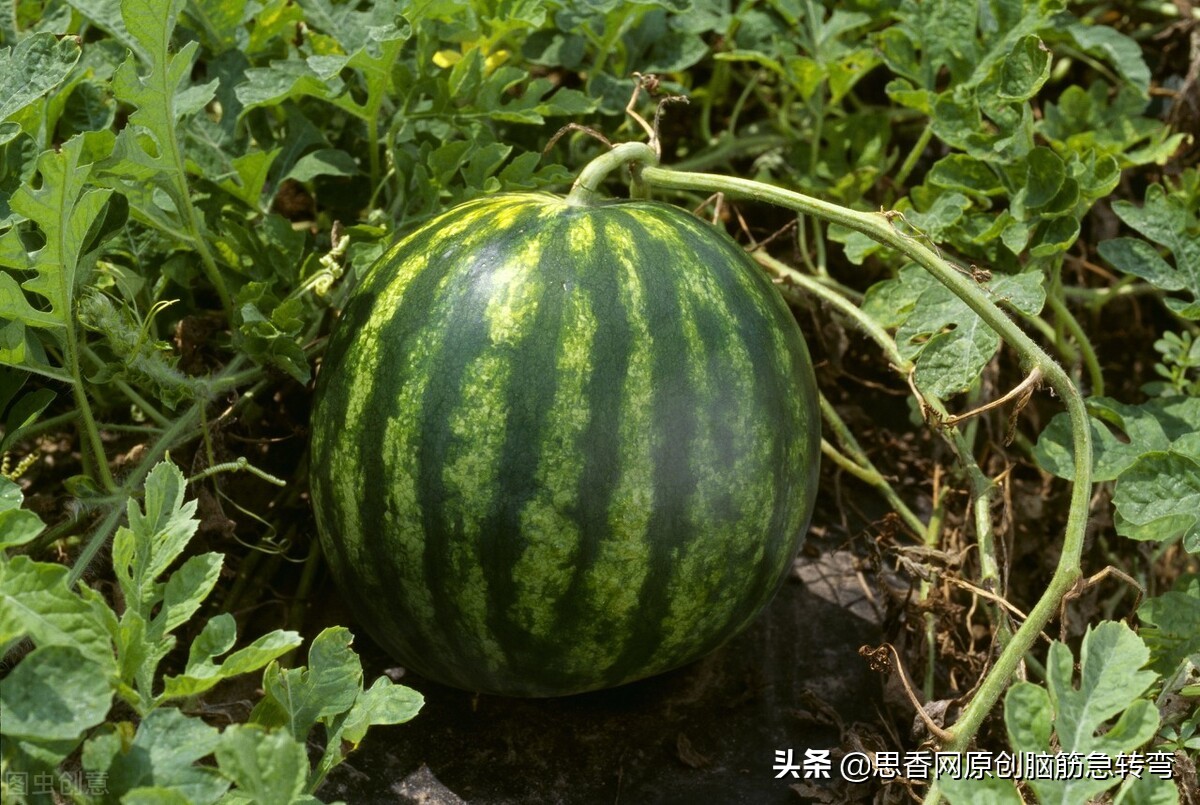 圆滚滚，滚滚圆，生来爱在地上转，遭脚踢，被头顶（打一物）