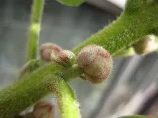 猕猴桃花后保果技术 (猕猴桃花期管理坐果管理技术)