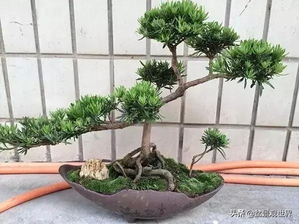 最合适做盆景的罗汉松是什么品种,什么品种的罗汉松盆景最好