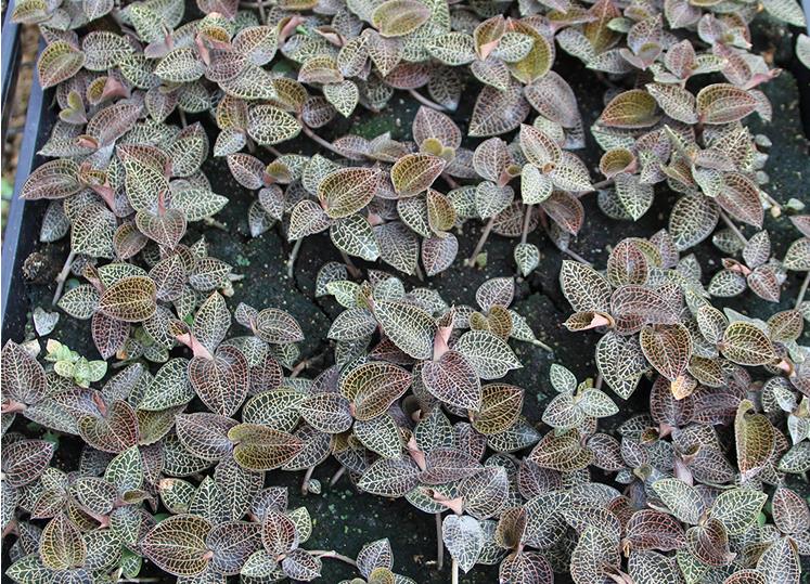 金线莲组培苗炼苗过程和种植方法,金线莲组培快繁