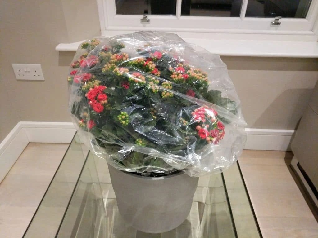 室内增加空气湿度的最佳植物,增加室内湿度最有效的方法