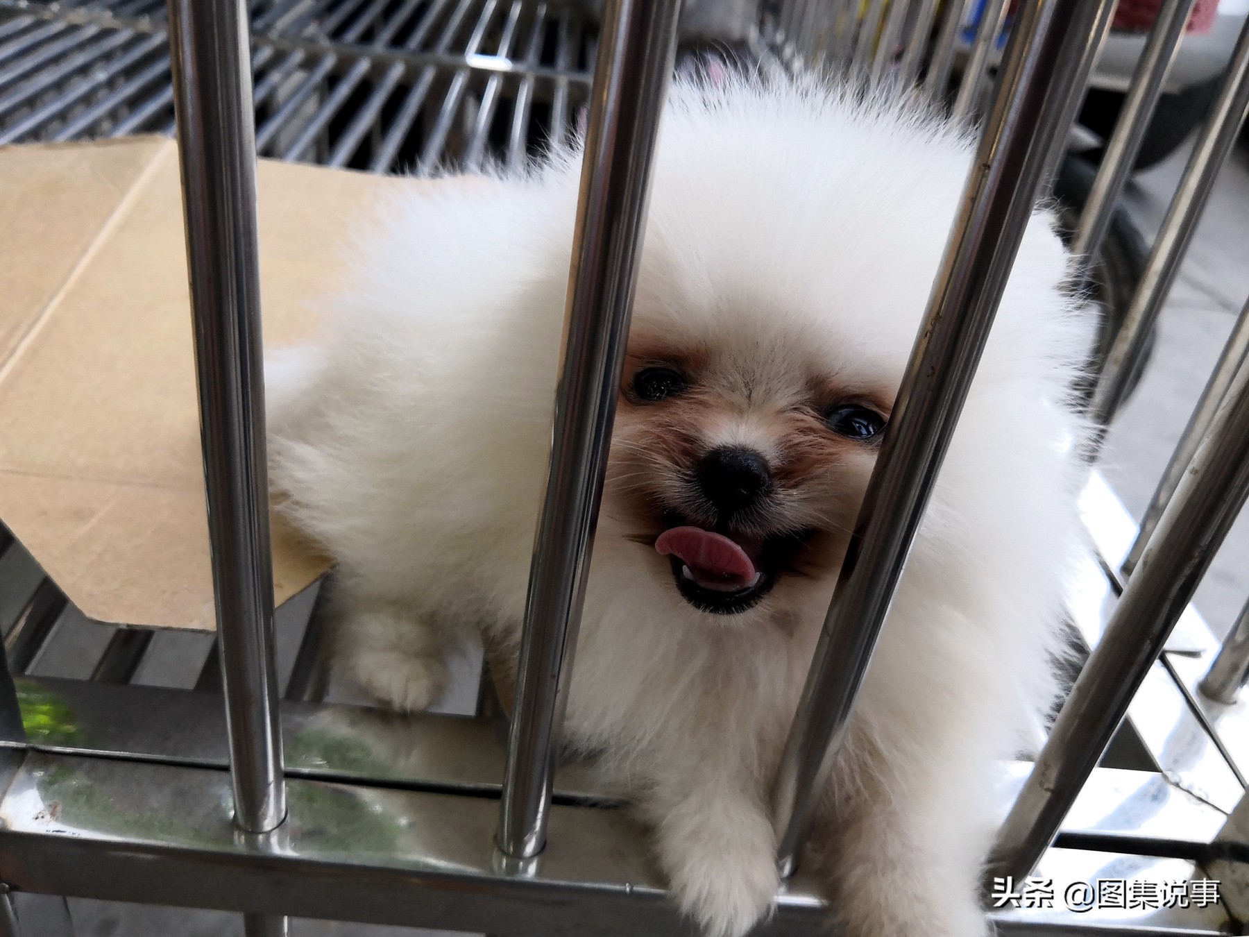 宠物狗市场博美犬真实价格,200元一只博美犬同城购买