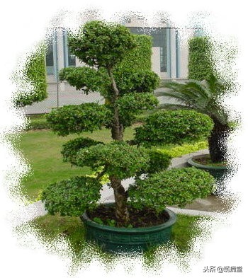 丛林式盆景欣赏,盆景欣赏及制作