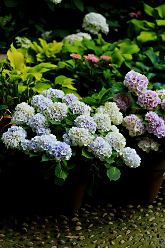 为什么你的绣球还没开花就烂了,你的绣球没有花苞怎么办