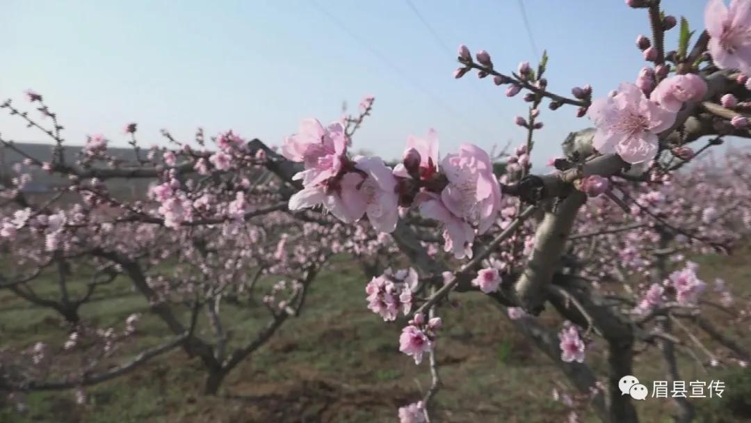 眉县花开的地方,眉县槐芽镇踏青赏花