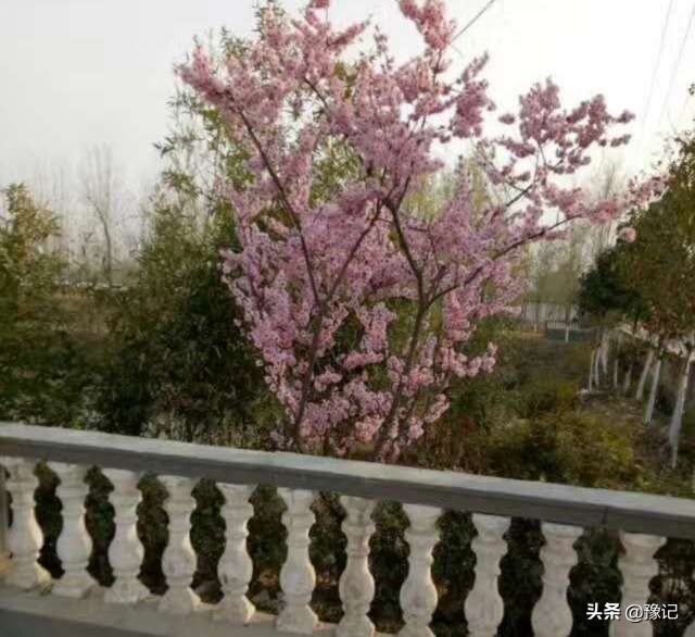 鏁呬埂鑺卞紑姝屾洸,鏁呬埂鑺卞紑姝屾洸鍘熷敱瀹屾暣