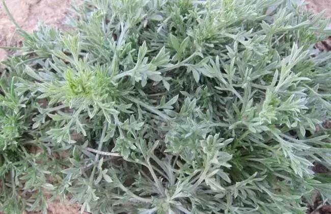 中药学利水渗湿讲解视频,利水渗湿药讲解视频