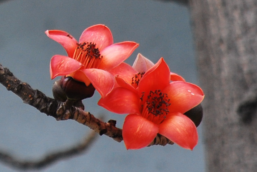 许你一场木棉花开（作者：琼儿）