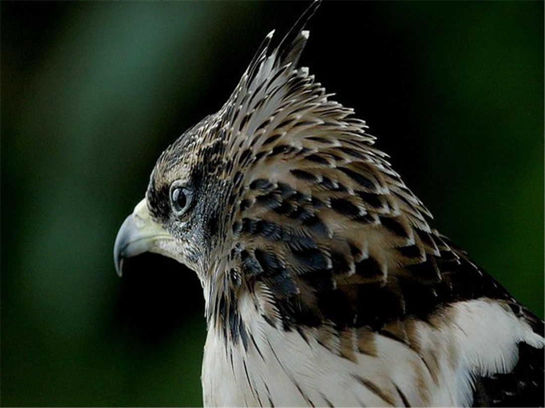 泰山上有猛禽,泰山上发现猛禽