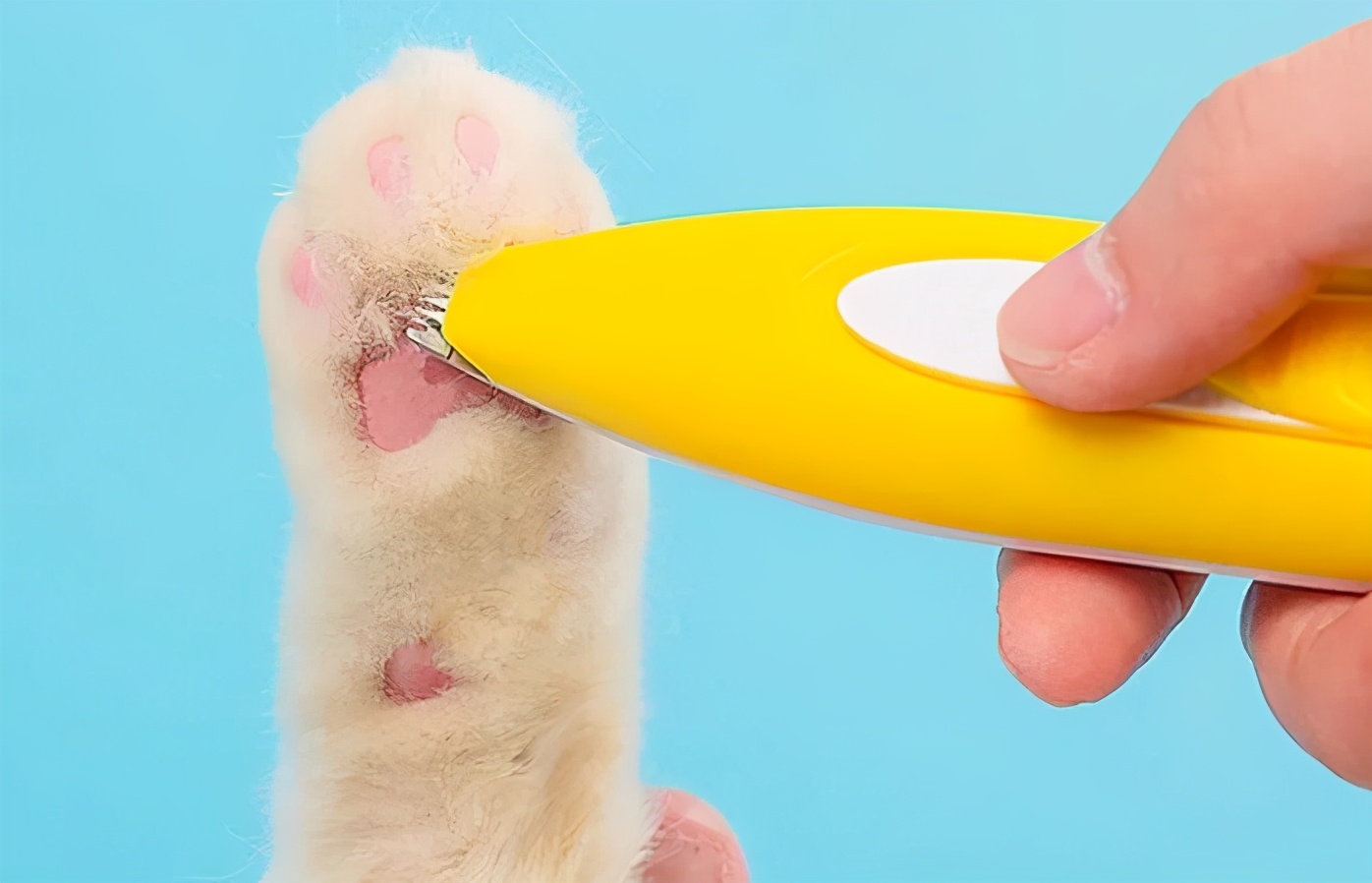 猫咪必备10大神器,猫咪必备神器排行