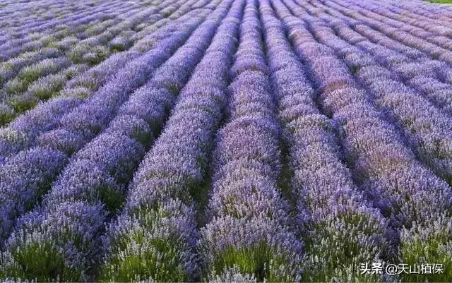 伊犁可克达拉草原,伊犁草原之旅