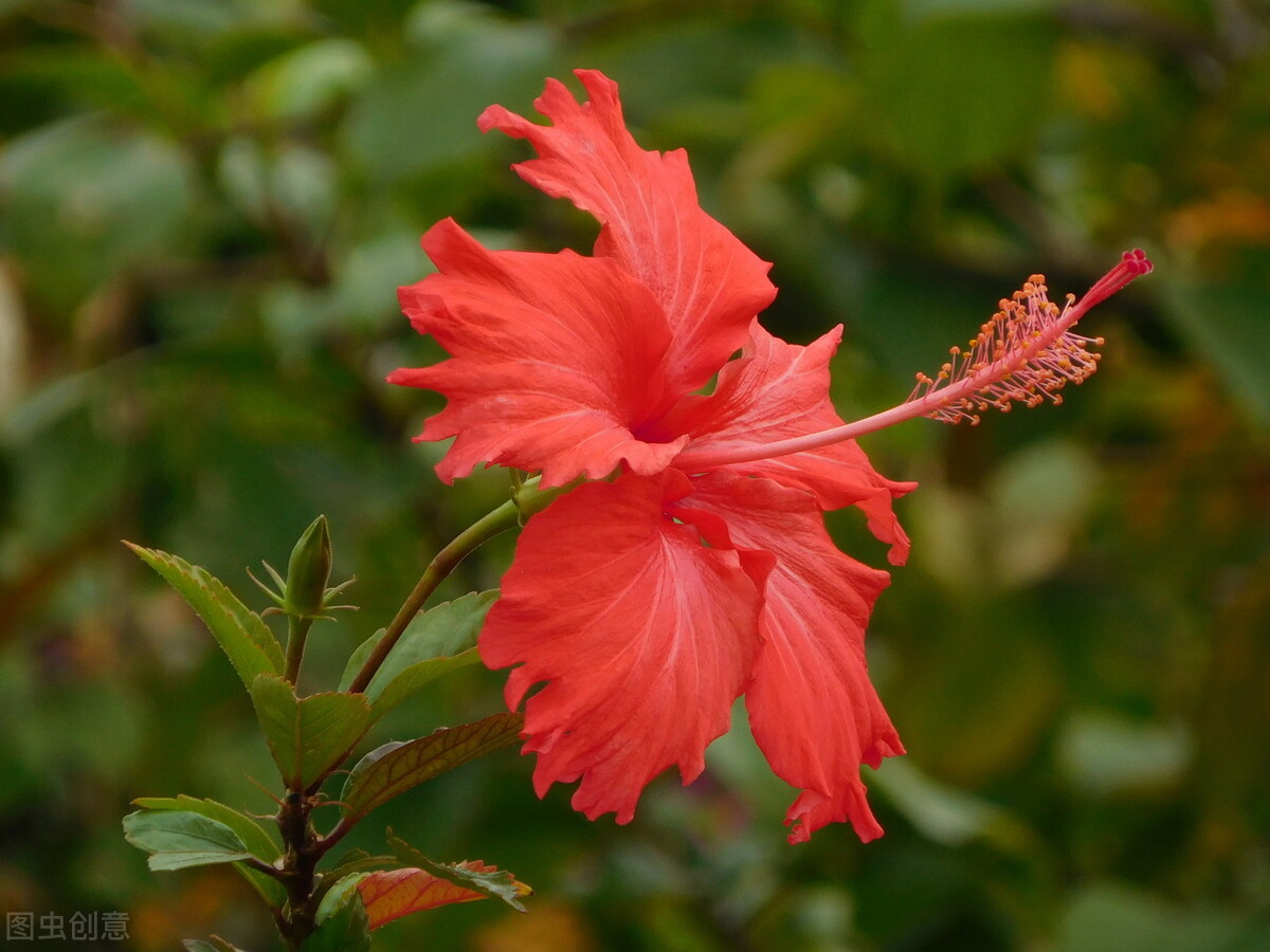 那些令人赞叹的庭院花卉,5种庭院生活方式的花卉