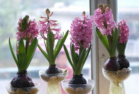 网上买的水培栀子花可以用土养吗,有哪些可以水培的花