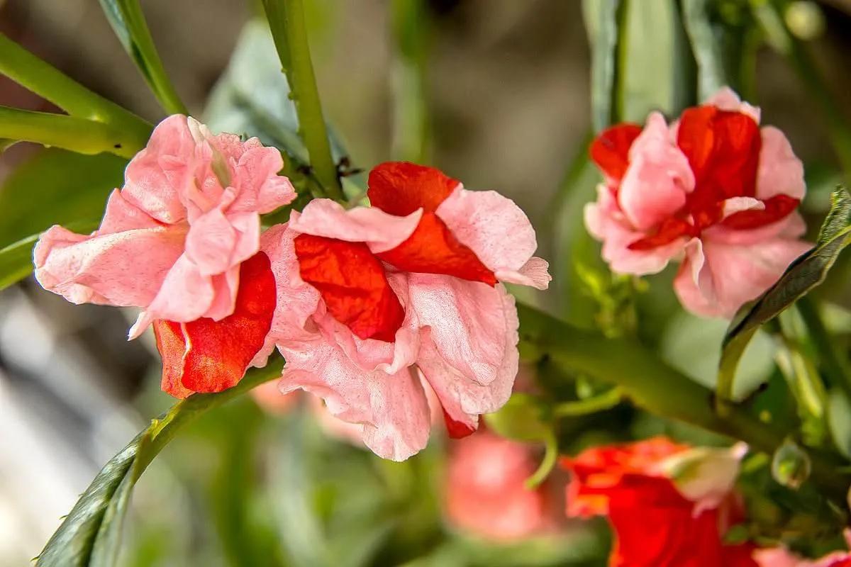 凤仙花的种植方法pdf,种植凤仙花的视频