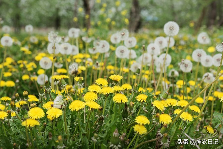 肝火旺目赤肿痛,视物模糊,一个小药方,泻肝火,明目,养肝护肝