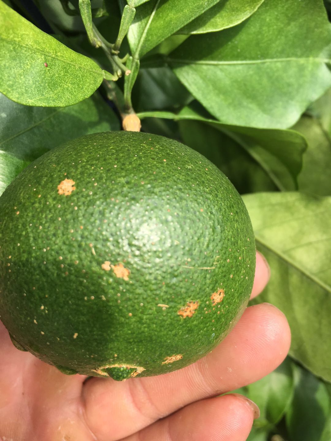 介壳虫的防治方法和时间,防治介壳虫的最佳方法