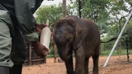 云南小象顽皮,小象宝宝为什么这么淘气