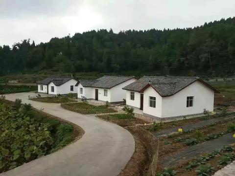 王锦蛇捕猎,王锦蛇捕食画面