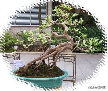 丛林式盆景欣赏,盆景欣赏及制作