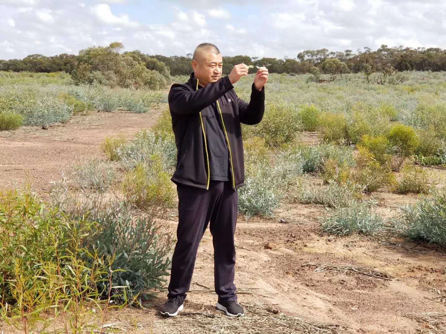 桉树叶精油对人体好吗,桉树精油抗真菌