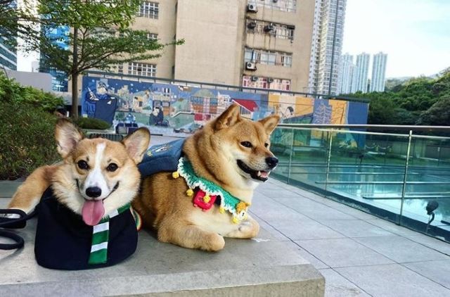 香港最好玩的地方原声视频,香港好去处荃湾