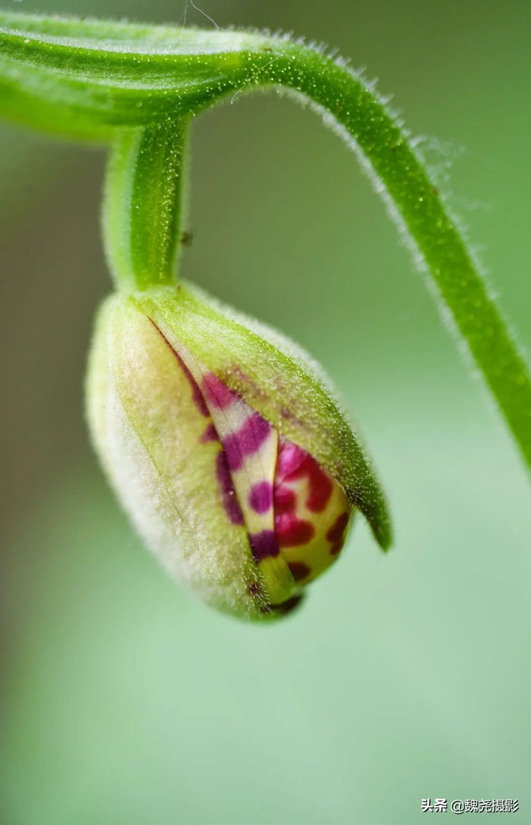 各个季节的野生兰花,北京百花山野生兰花图片