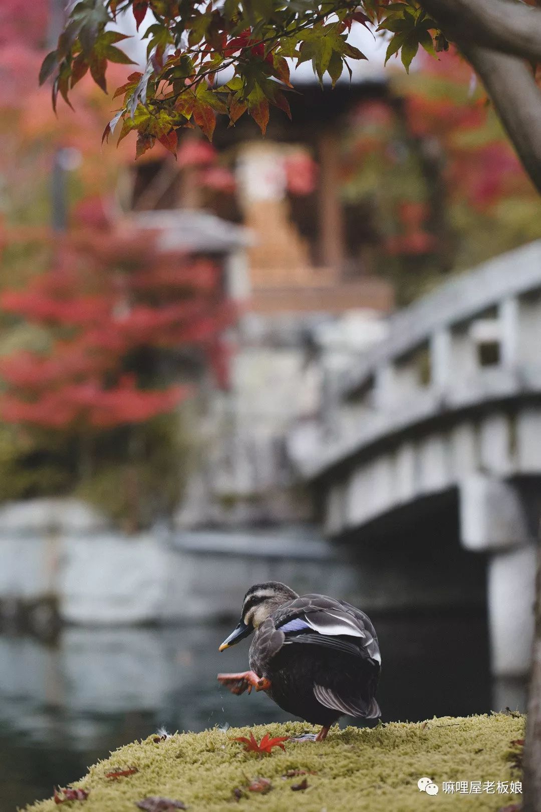 京都和大阪地理位置,京都奈良大阪位置