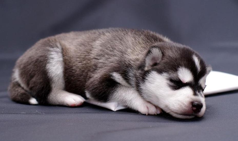 养哈士奇可以像养土狗一样吗,养哈士奇烧钱吗