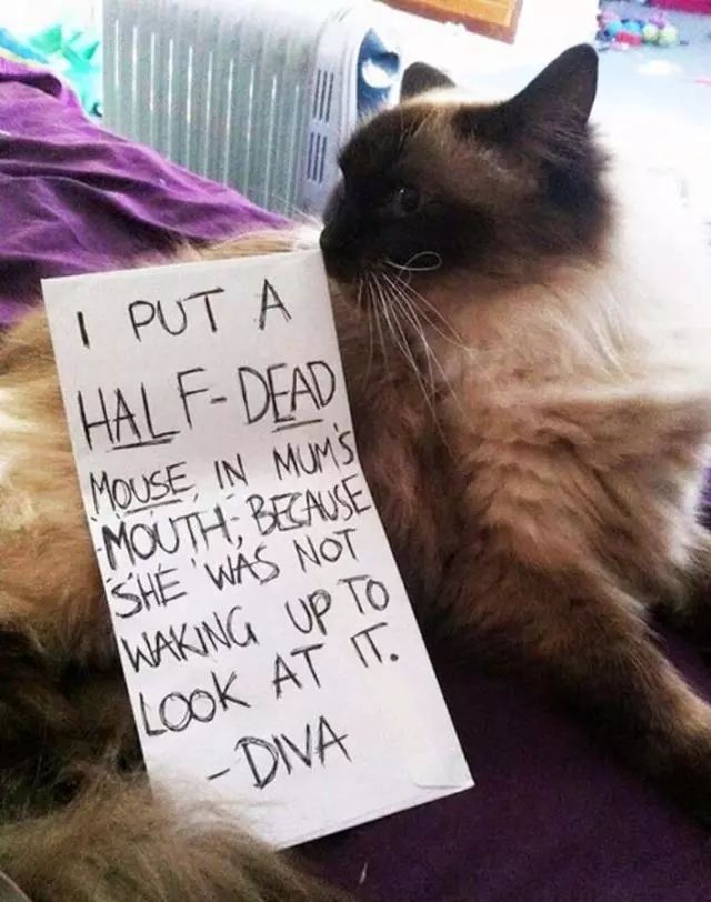 猫猫静悄悄歌曲,当猫猫静悄悄地过去偷吃你的东西