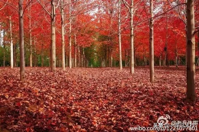 大连有一个蓝色的小城堡景点,大连秋季旅游景点攻略大全
