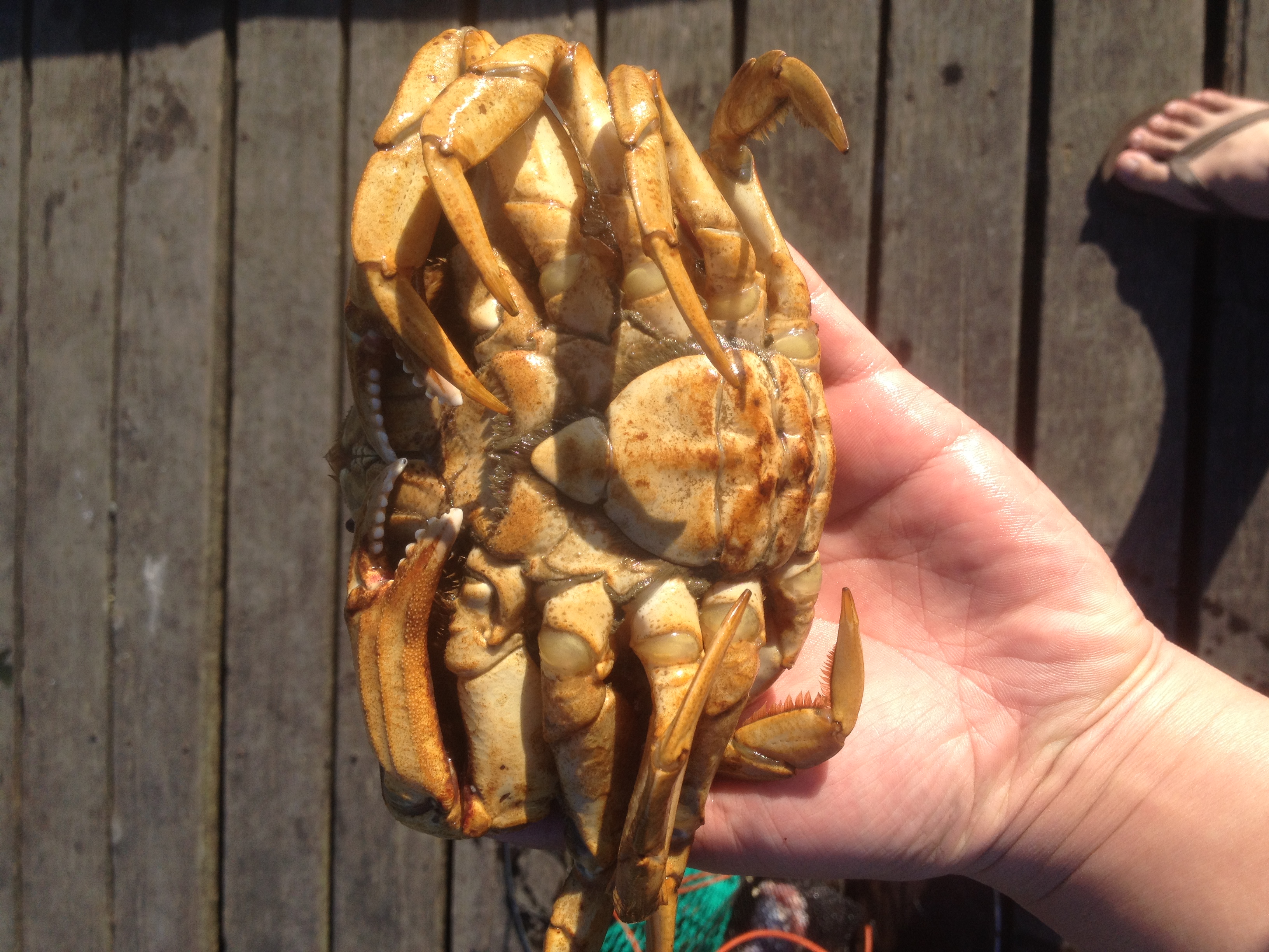 你们爱吃的“珍宝蟹”就是温哥华蟹,捕捞过程了解一下?