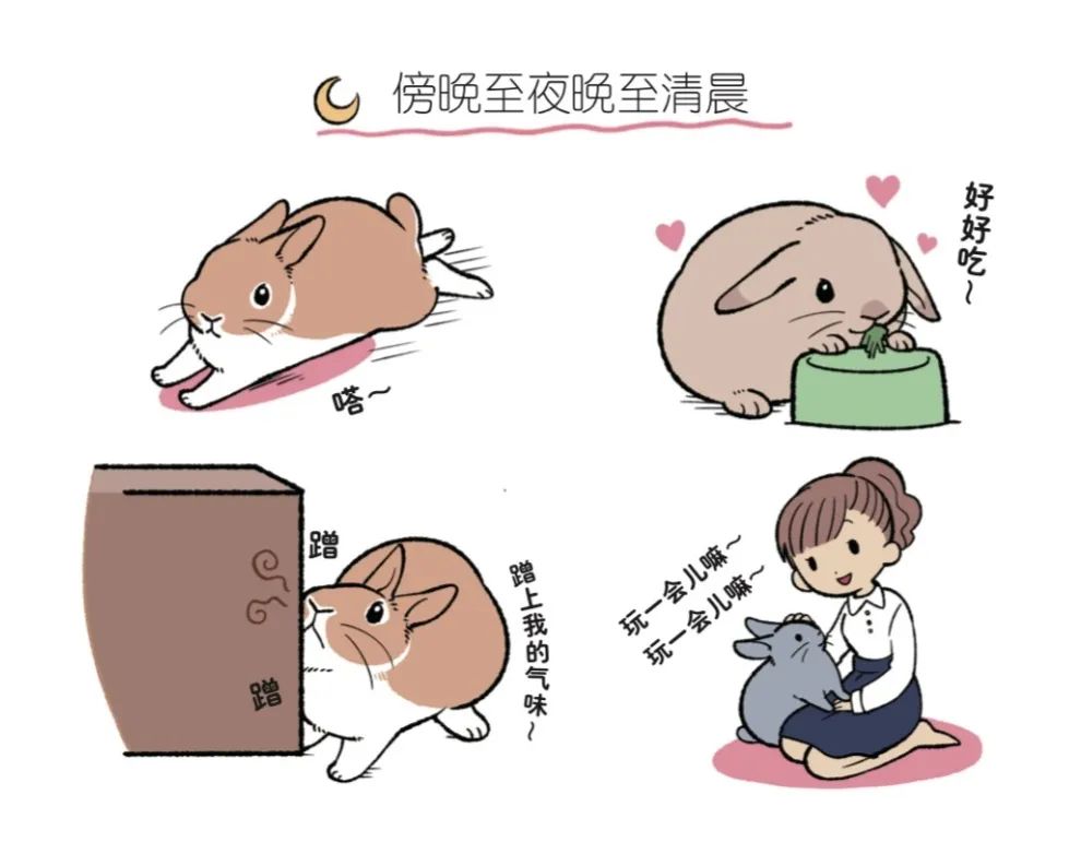 兔子不好养是什么意思,养兔子技巧