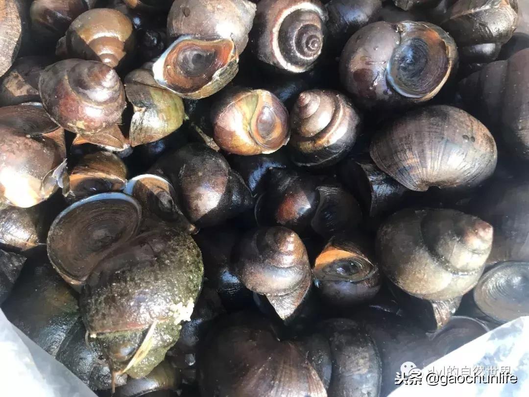 草龟难养,养草龟笔记