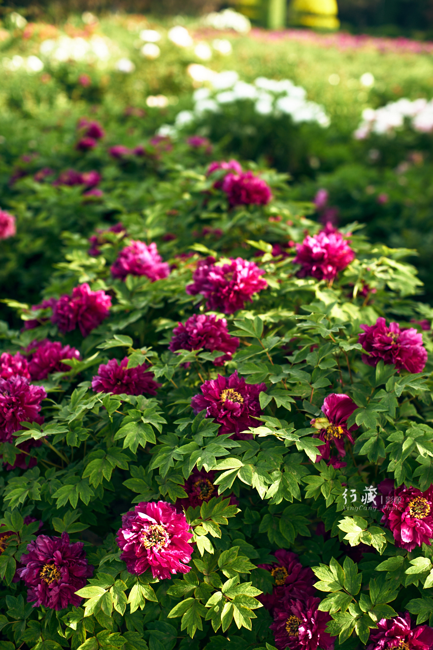 牡丹盛开的地方牡丹园,牡丹园牡丹花竞相绽放