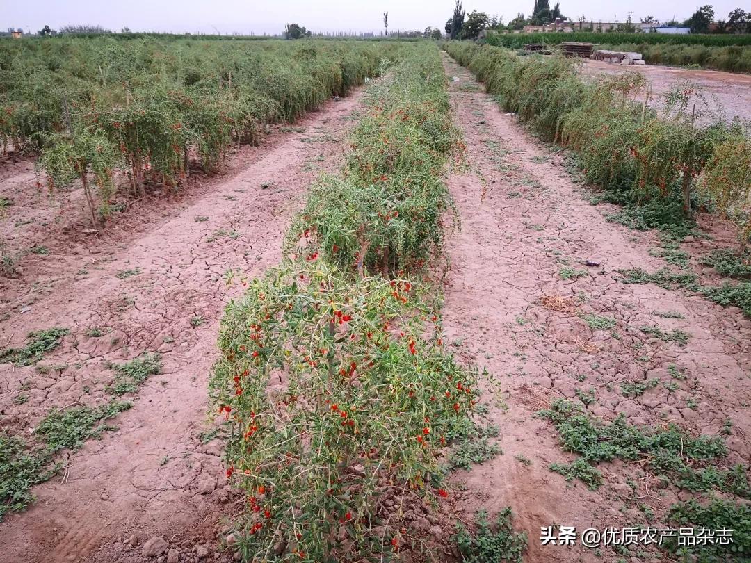 中宁原产地枸杞品质如何,中宁枸杞官方认证品牌