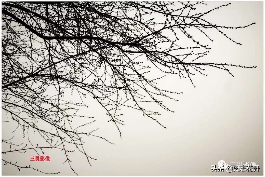 渡船作者：张树河